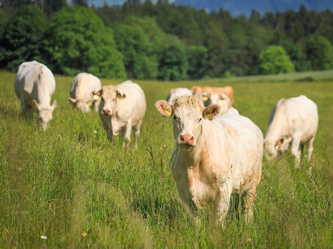 Die Bio-Förderung soll um 30 Mio. Euro aufgestockt werden. Die Bio-Förderung soll um 30 Mio. Euro aufgestockt werden.