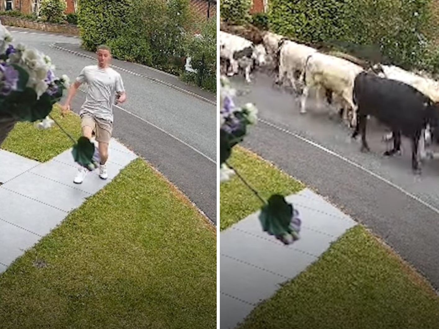 Entlaufene Kuhherde sorgte für Chaos in Wohngebiet in England.