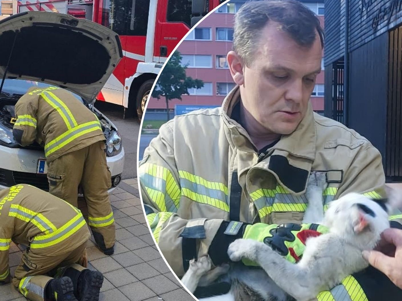 Die Feuerwehr Hard rettete eine Katze aus dem Motorraum eines Pkw. Die Feuerwehr Hard rettete eine Katze aus dem Motorraum eines Pkw.