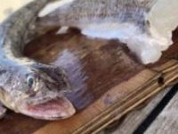 Was ist das für ein Fisch? Was ist das für ein Fisch?