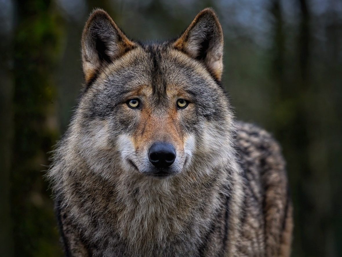 Tierschützer gehen gegen jüngste Abschussverordnungen für Wölfe vor.