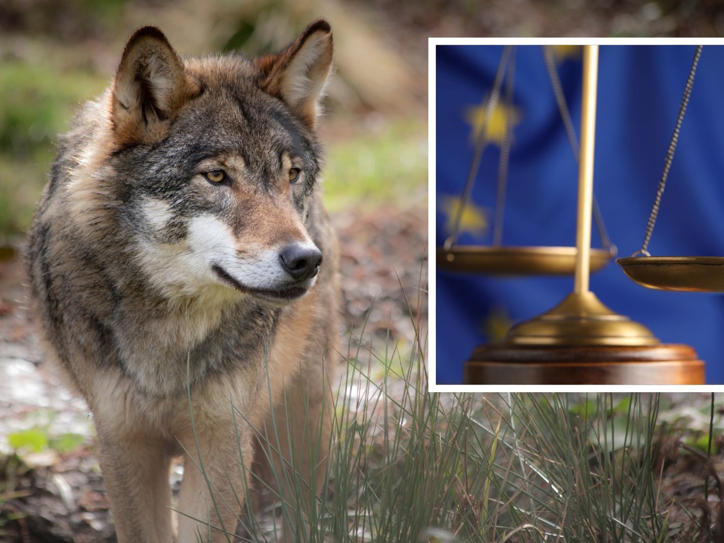 Ausnahme nur möglich, wenn die Wolfspopulation in gutem Zustand ist