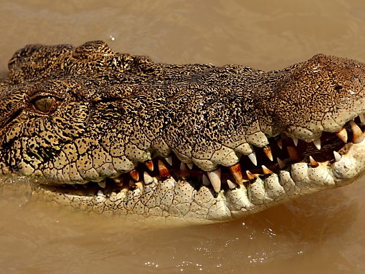 Noch ist nicht geklärt, wen das Krokodil gefressen hat (Symbolbild) Noch ist nicht geklärt, wen das Krokodil gefressen hat (Symbolbild)