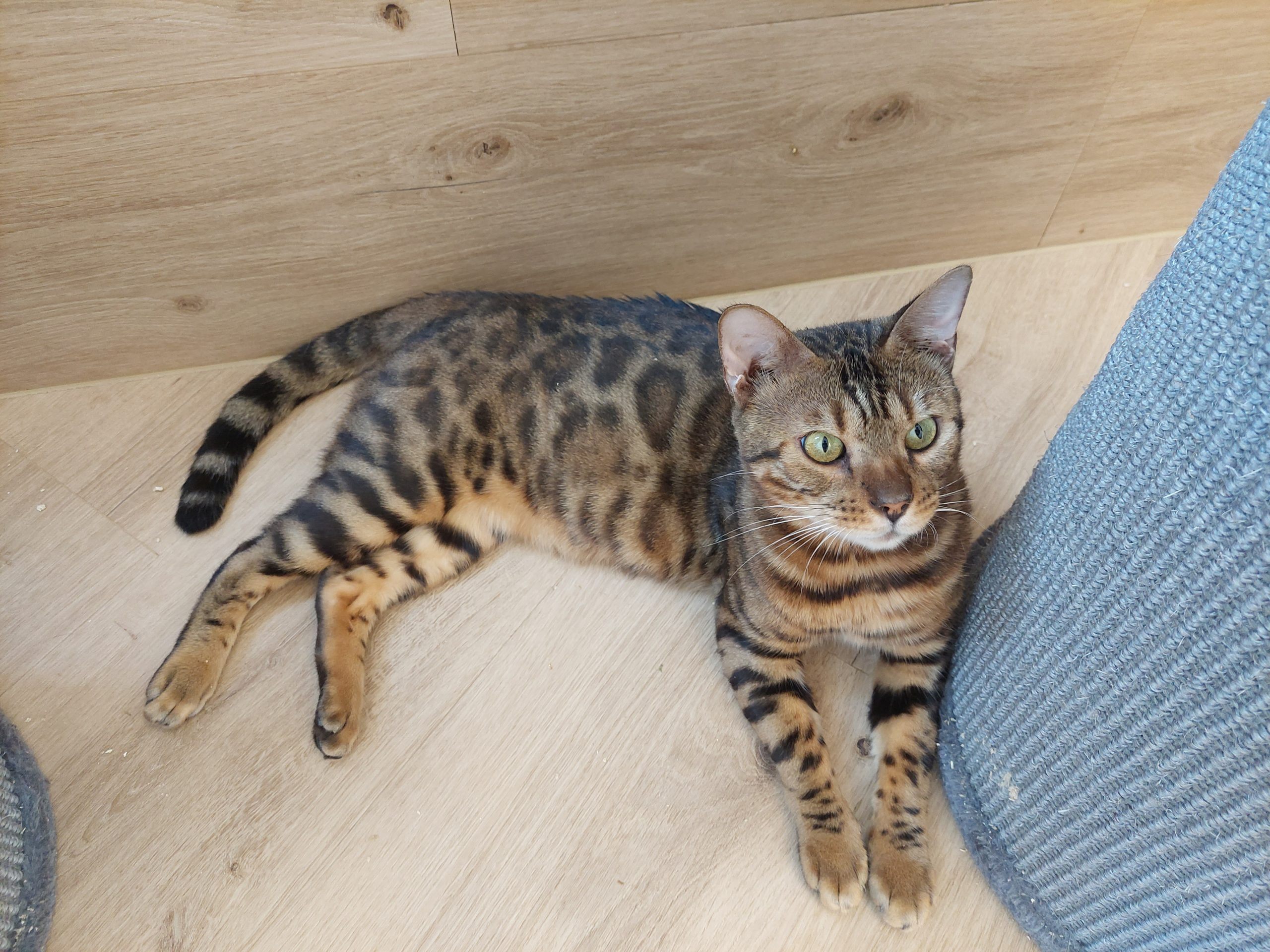 Eine junge Bengalkatze, eine Kreuzung zwischen Haus- und Wildtier.