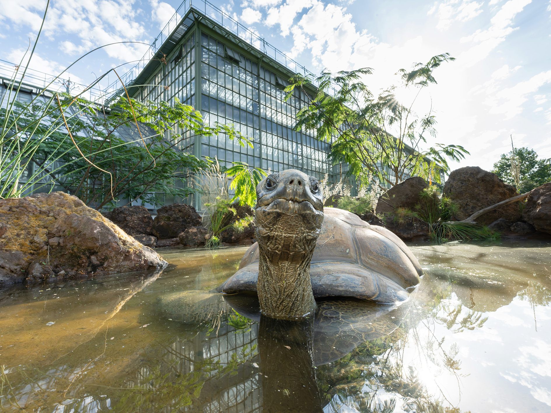Die Riesenschildkröten sind ins Wüstenhaus übersiedelt. Die Riesenschildkröten sind ins Wüstenhaus übersiedelt.