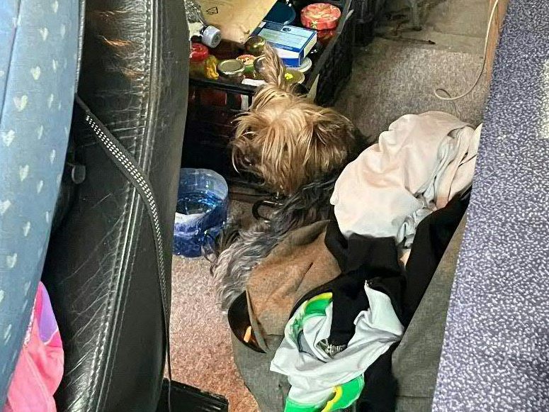 Die Polizei rettete in Parndorf einen Hund aus einem Auto. Die Polizei rettete in Parndorf einen Hund aus einem Auto.