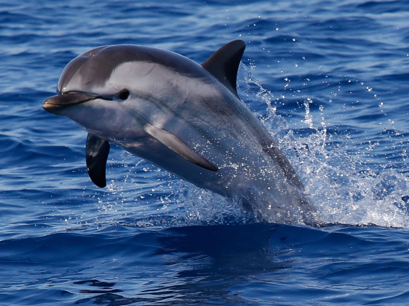 Ein Delfin hatte sich in die Themse verirrt.