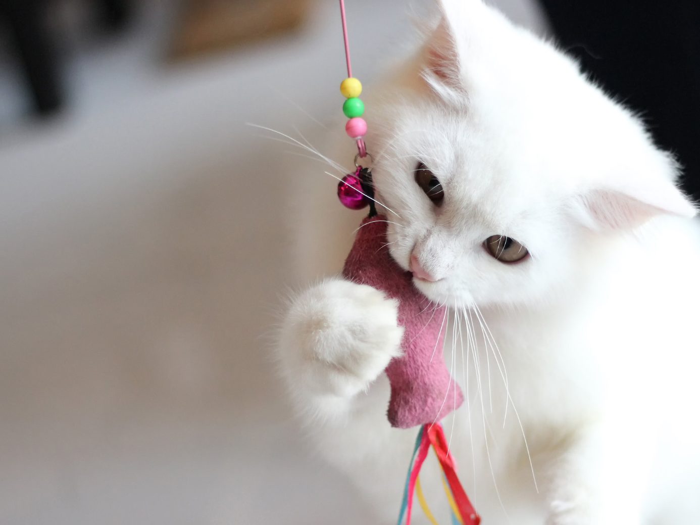 Tipps gegen Stress bei Katzen.