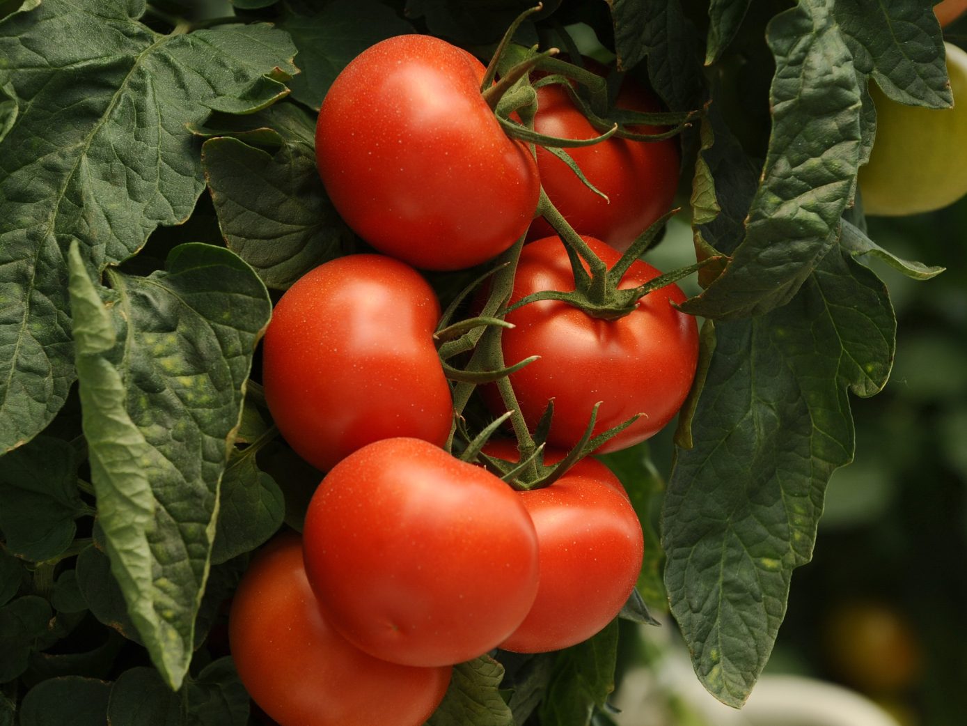 Die Tomate ist das Lieblingsgemüse der Österreicher. Die Tomate ist das Lieblingsgemüse der Österreicher.