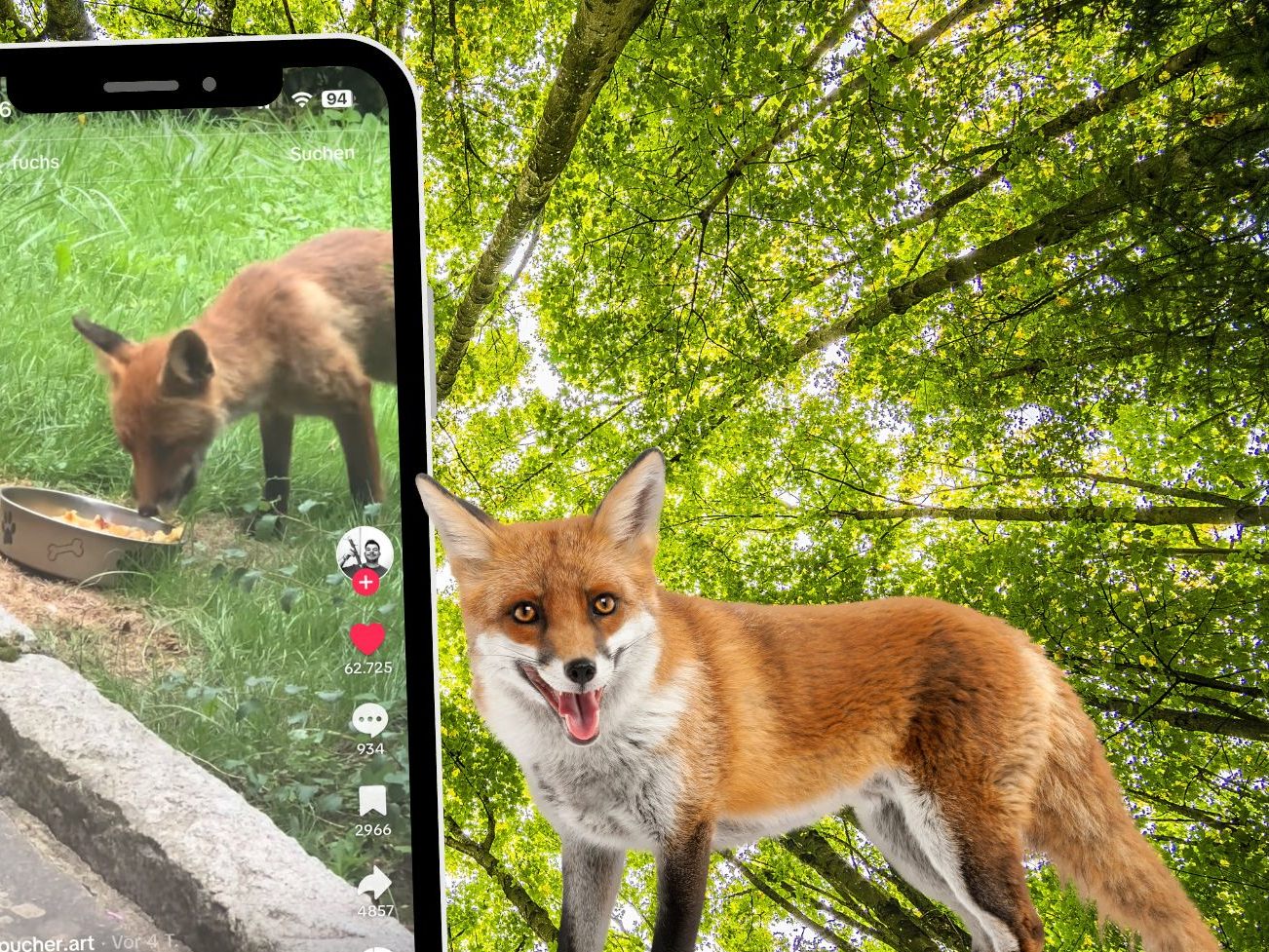 Seit vier Jahren bekommt eine ältere Dame täglich Besuch von einem wilden Fuchs. Seit vier Jahren bekommt eine ältere Dame täglich Besuch von einem wilden Fuchs.