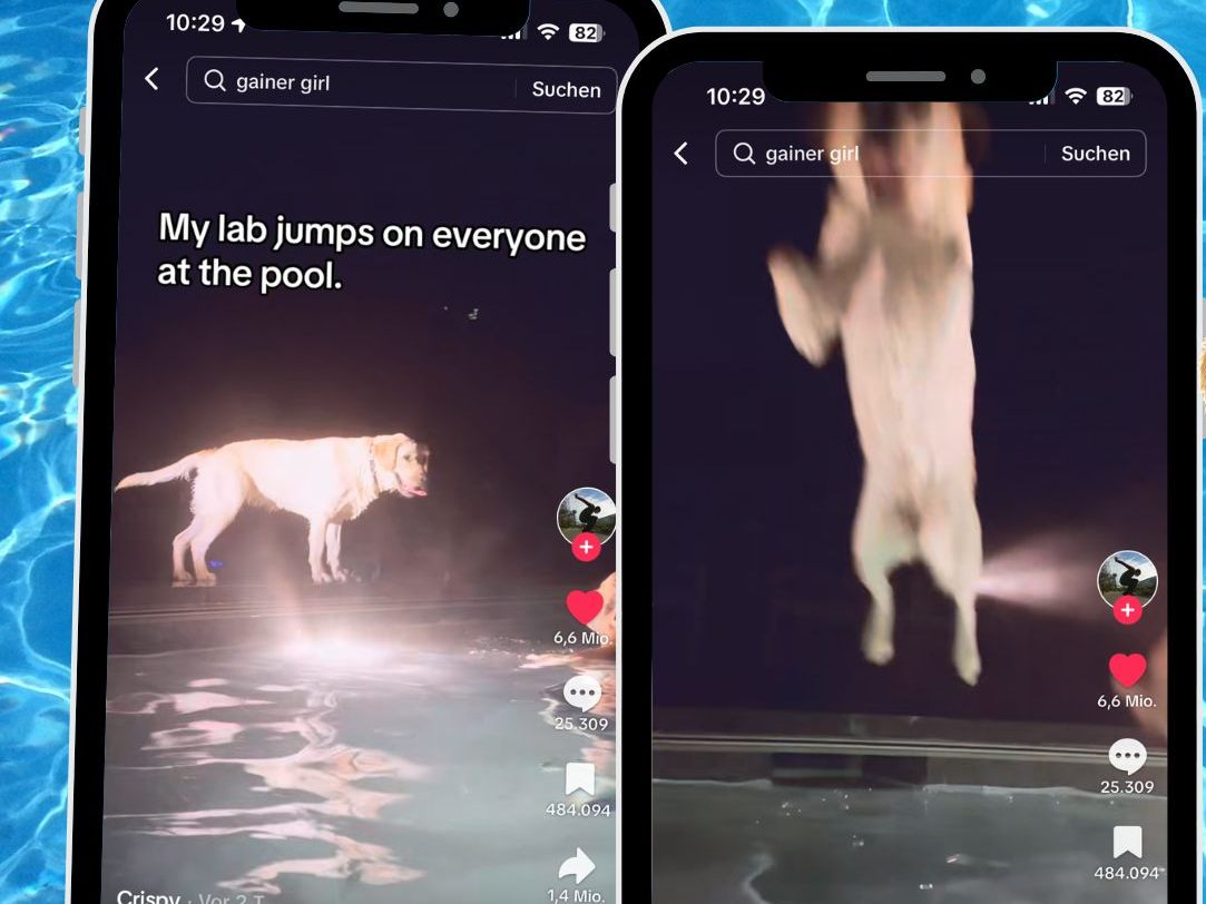 Ein Abend im Pool sollte für Entspannung sorgen, doch ein verspielter Labrador hat andere Pläne. Ein Abend im Pool sollte für Entspannung sorgen, doch ein verspielter Labrador hat andere Pläne.