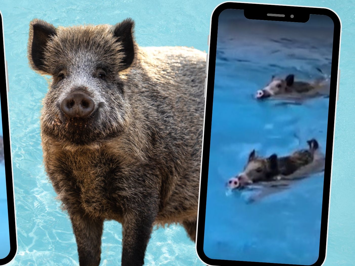 Wildschweine im Freibad.