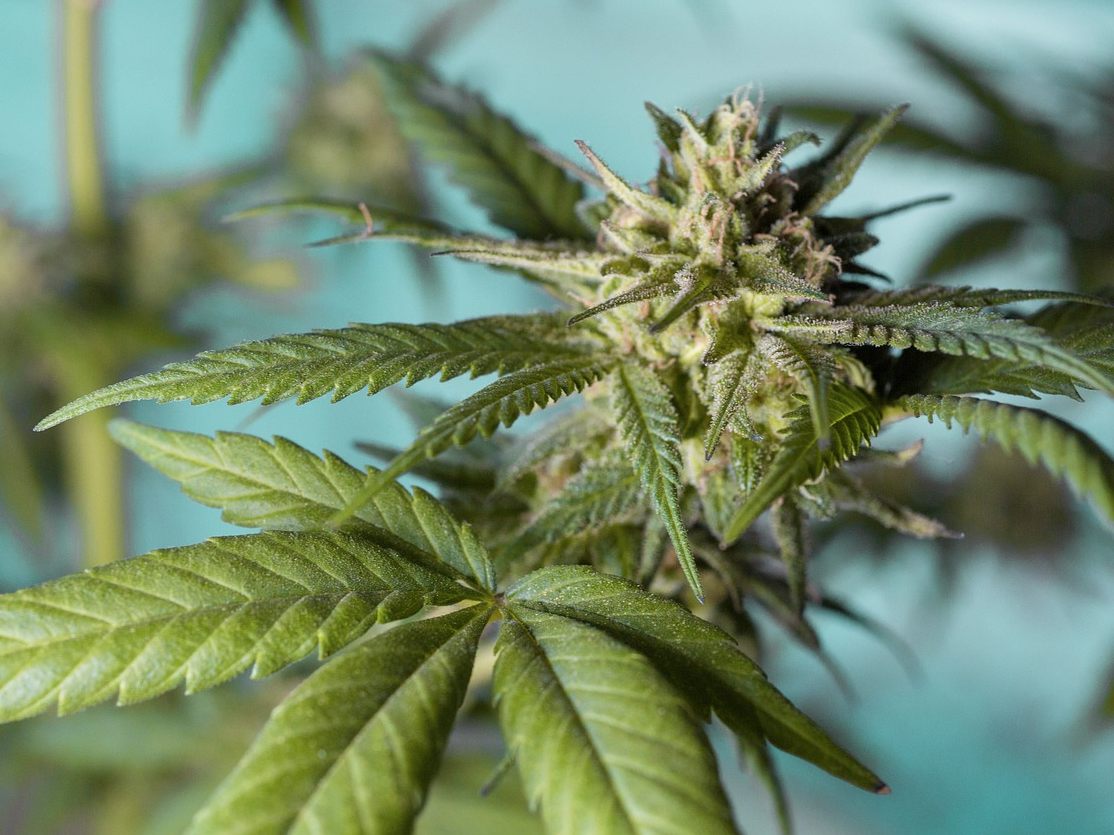 Ein Wiener lieferte 30 Kilogramm Cannabis an Kärntner. Ein Wiener lieferte 30 Kilogramm Cannabis an Kärntner.