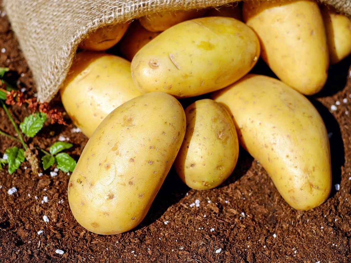 Auch Kartoffeln halten gesund. Auch Kartoffeln halten gesund.