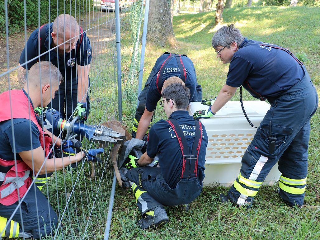 Ein Reh steckte in einem Zaun im Schlosspark Laxenburg fest. Ein Reh steckte in einem Zaun im Schlosspark Laxenburg fest.