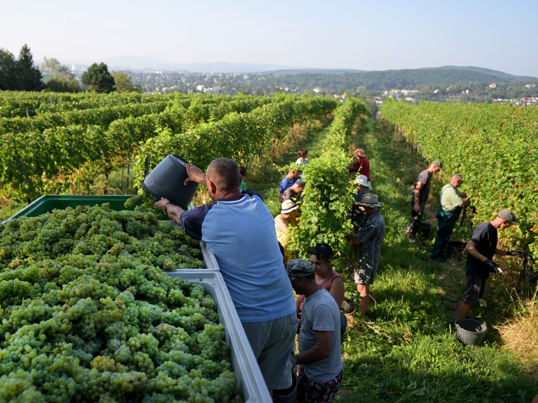 Arbeiter bei der Weinlese in einem Weingarten in Wien.