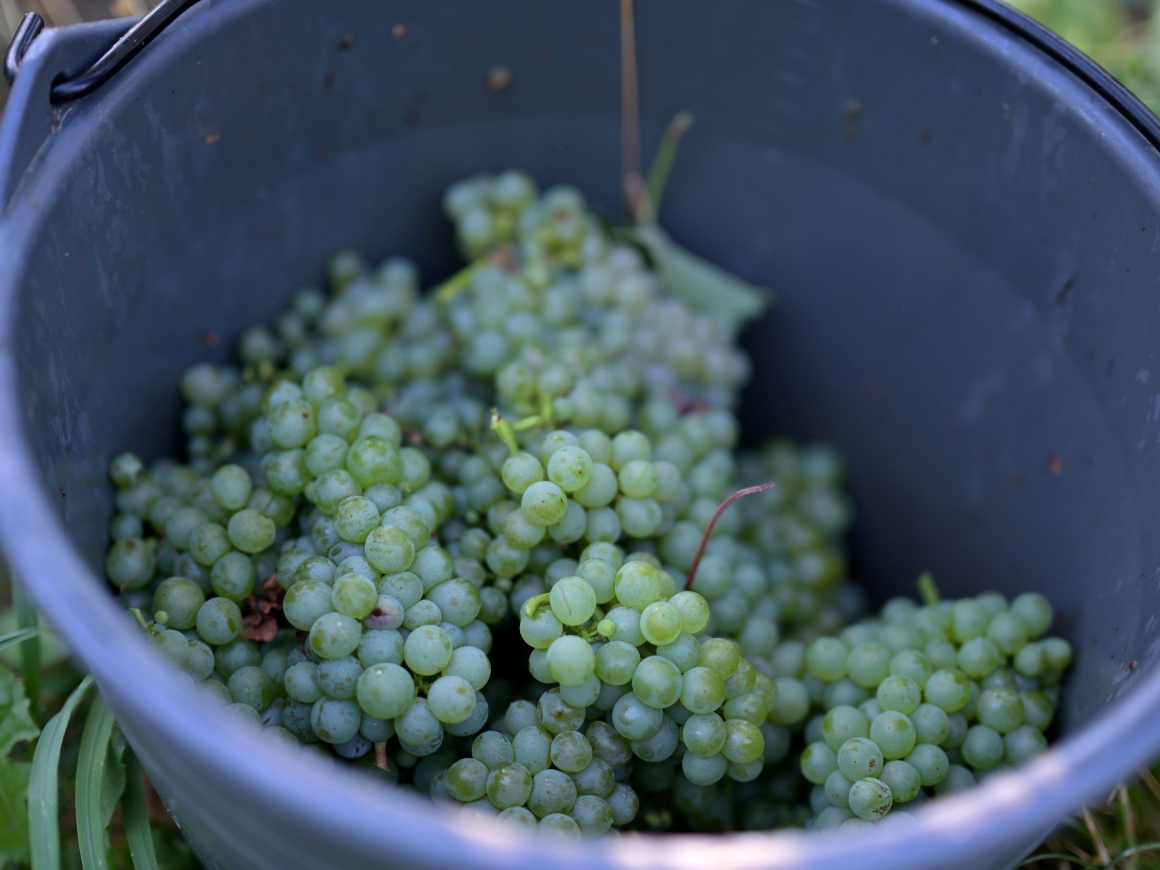 Die Weinlese hat vielerorts schon begonnen.