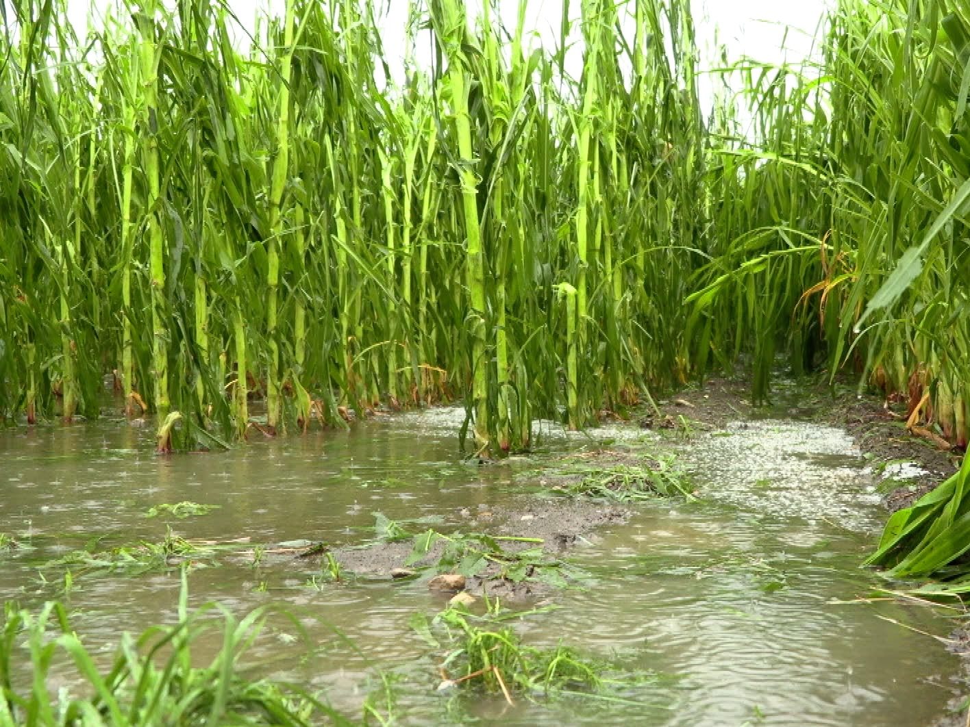 Die Bauern bangen wegen dem Unwetter um die noch nicht eingeholte Ernte.