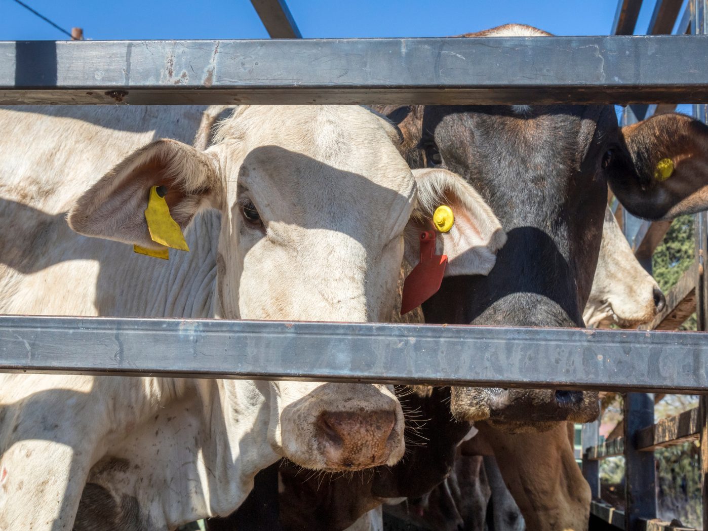 Ab Freitag gelten strengere Regeln für Tiertransporte. Ab Freitag gelten strengere Regeln für Tiertransporte.