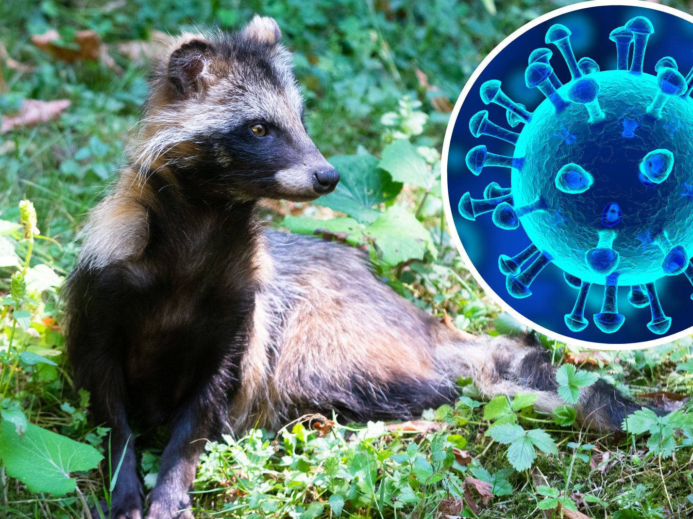 Sars-CoV-2-Virus kommt laut einer Studie vermutlich von Wildtieren.