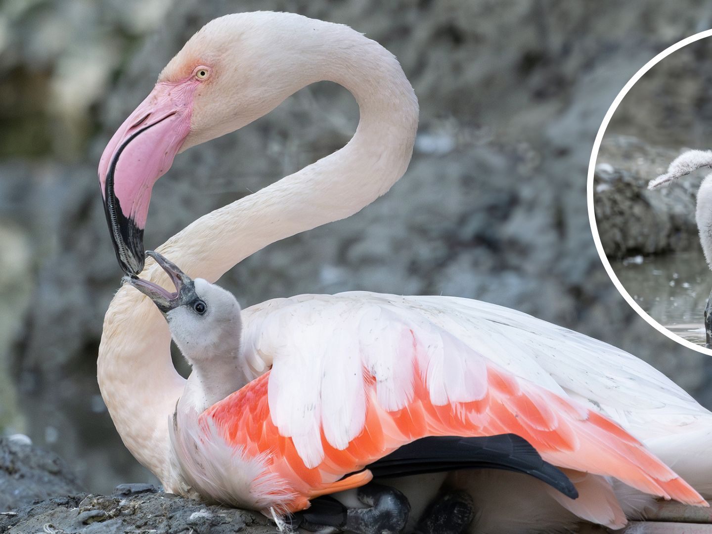 Nach einer vierjährigen Baby-Pause freut man sich über Flamingo-Nachwuchs. Nach einer vierjährigen Baby-Pause freut man sich über Flamingo-Nachwuchs.