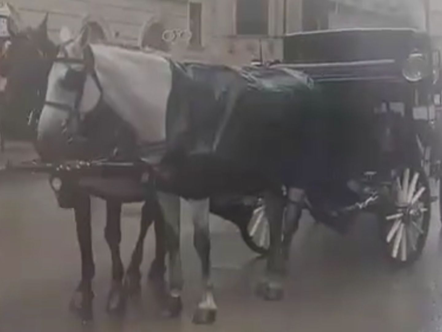 Bei strömendem Regen mussten die Pferde in der Innenstadt ausharren. Bei strömendem Regen mussten die Pferde in der Innenstadt ausharren.