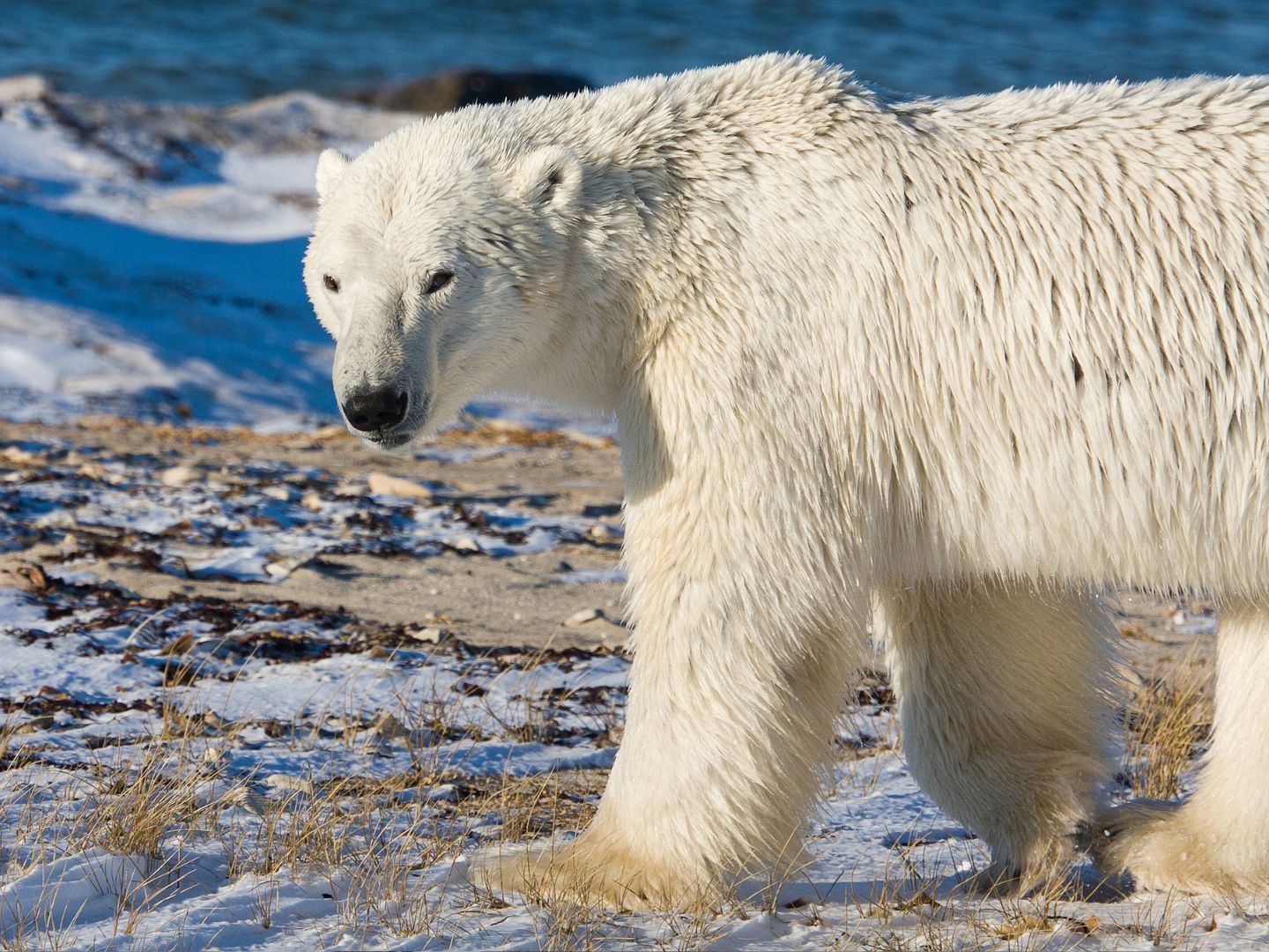 Zuletzt war 2016 ein Eisbär auf Island gesichtet worden.