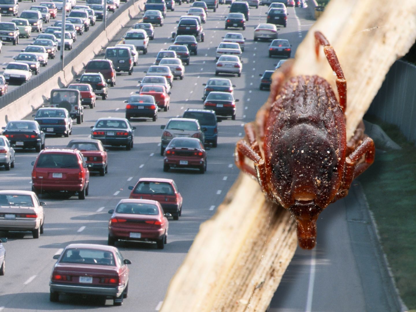 Die Hyalomma-Riesenzecke greift für ihre Reisen auf das Auto zurück. Die Hyalomma-Riesenzecke greift für ihre Reisen auf das Auto zurück.