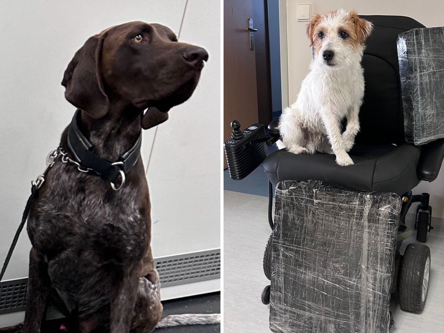 Kokain in Rollstuhl: Hunde erschnüffelten Versteck. Kokain in Rollstuhl: Hunde erschnüffelten Versteck.