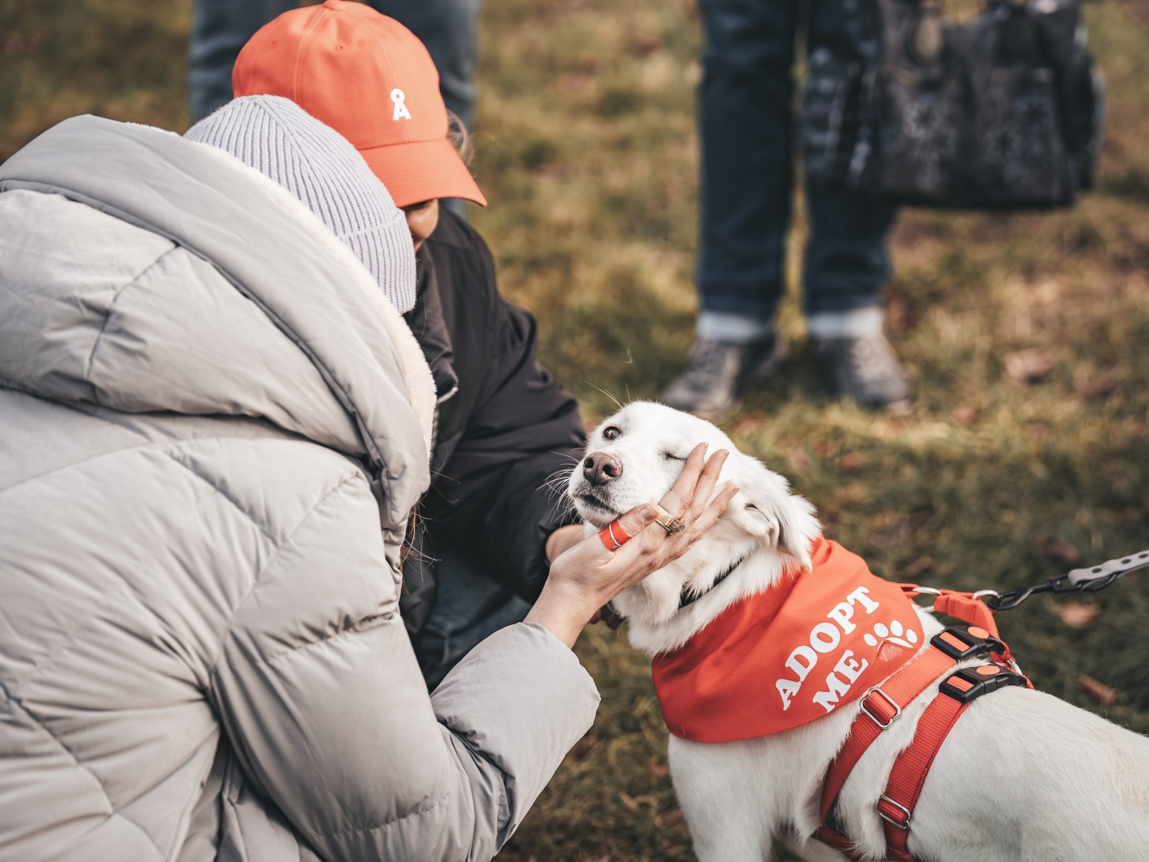 Die Adoptionshunde tragen beim "Bark Date" im Prater ein rotes Halstuch. Die Adoptionshunde tragen beim "Bark Date" im Prater ein rotes Halstuch.