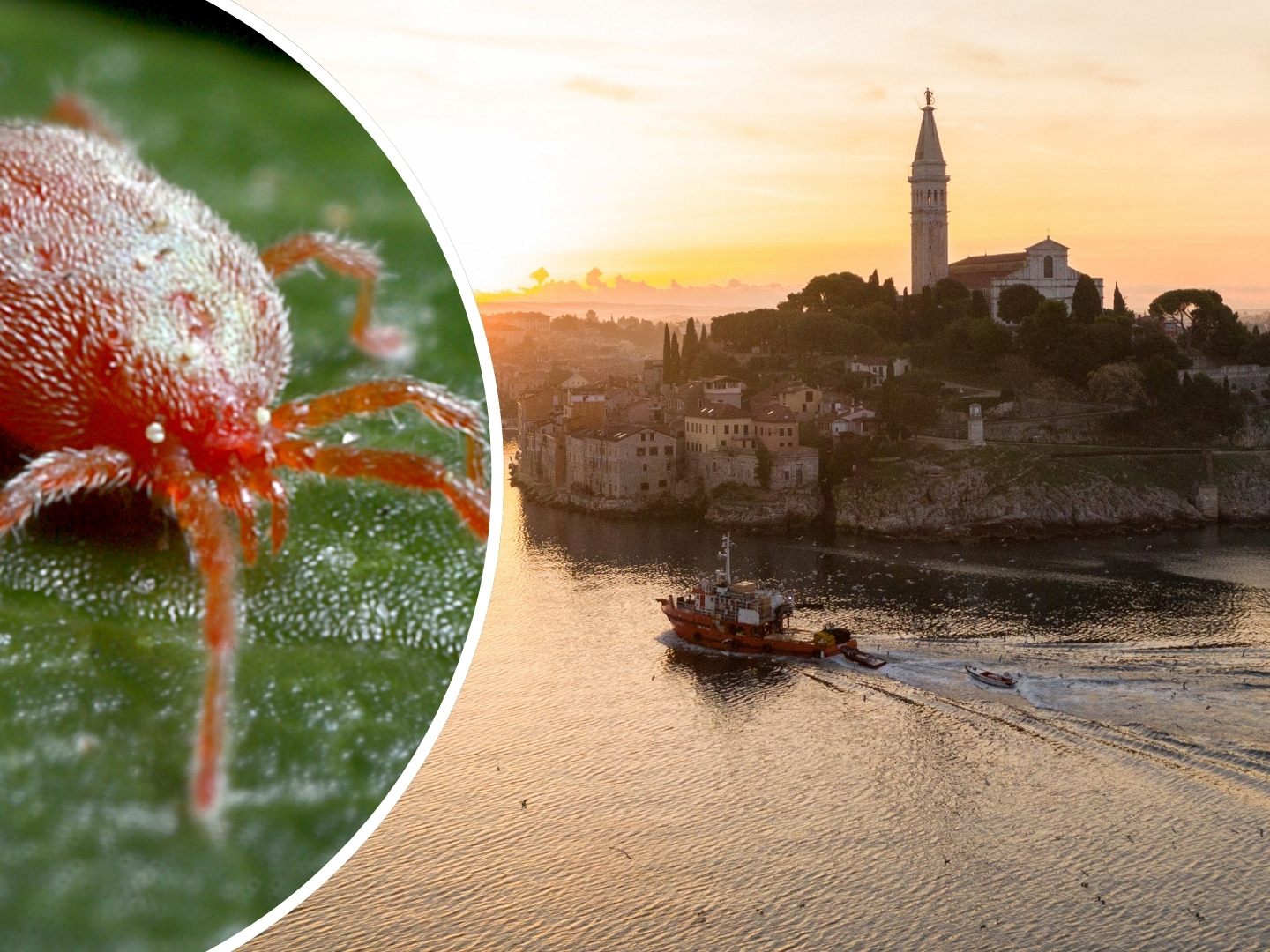 Juckende Parasitenbisse machen Urlaubern in Kroatien (im Bild: Rovinj) immer öfter zu schaffen.