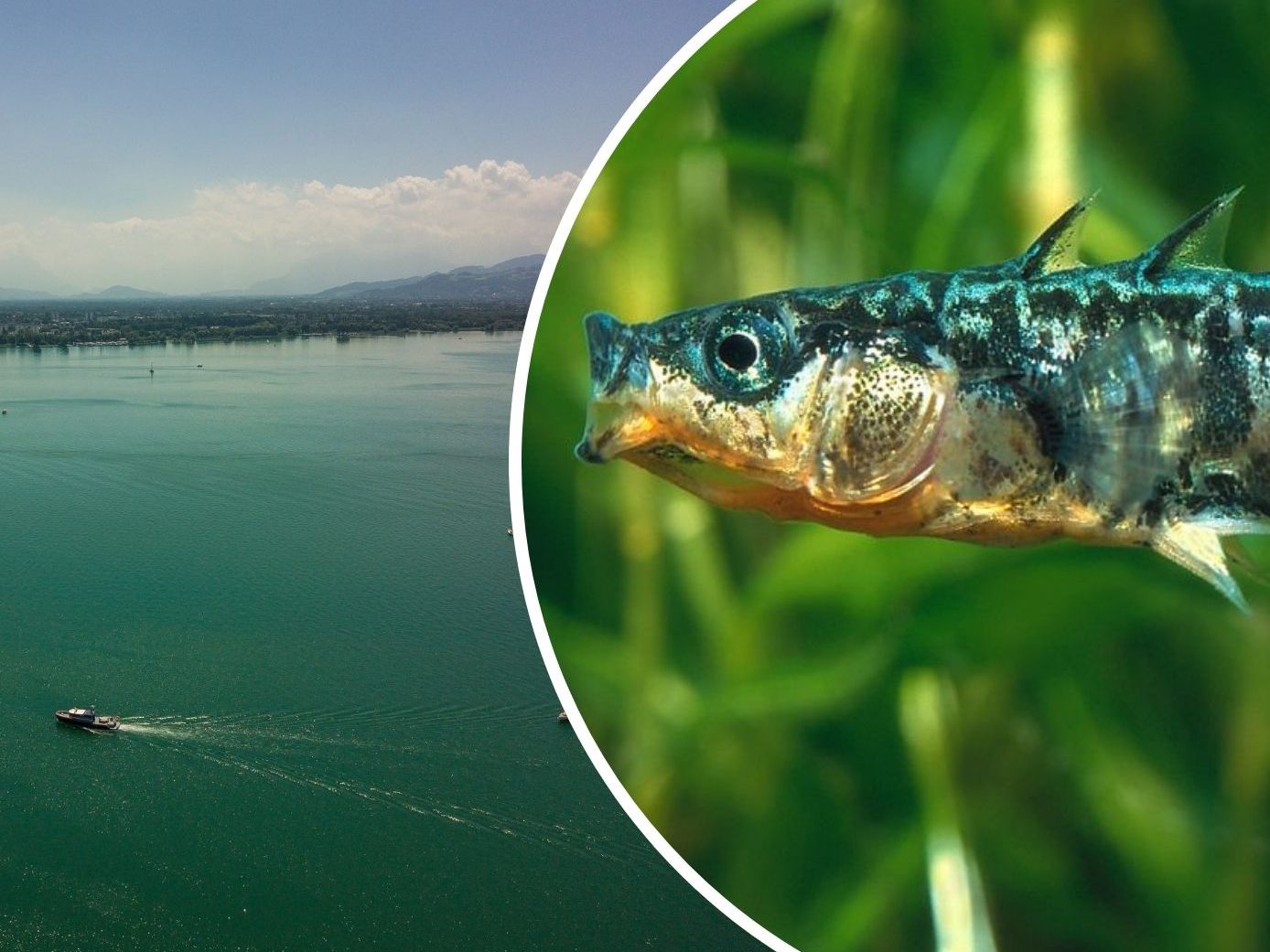 Derzeit beschäftigt ein rätselhaftes Massensterben im Bodensee die Experten. Derzeit beschäftigt ein rätselhaftes Massensterben im Bodensee die Experten.