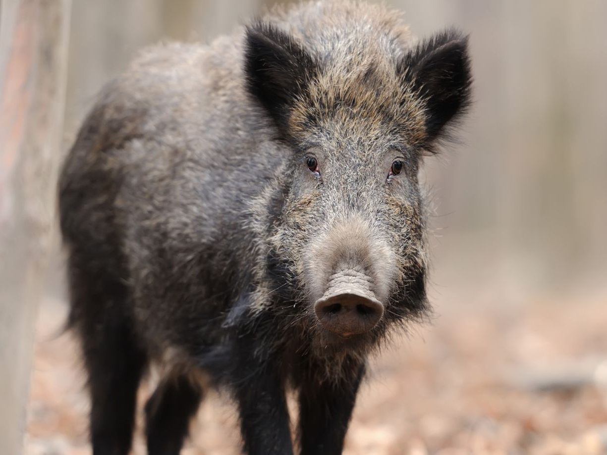 Bei einem Wildschwein-Angriff ringte ein Mann 20 Minuten mit dem Tier. (Symbolbild) Bei einem Wildschwein-Angriff ringte ein Mann 20 Minuten mit dem Tier. (Symbolbild)