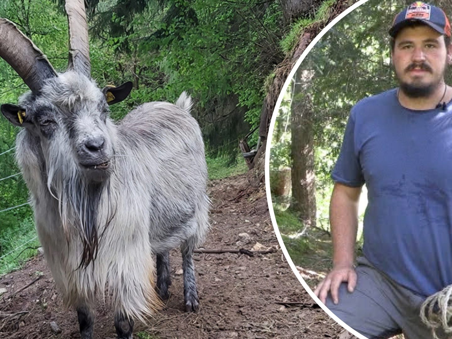 Ziegenbock "Peter" ist direkt nach seiner Ankunft ausgebüxt, Ziegenhirte Marcel Gruber sucht ihn. Ziegenbock "Peter" ist direkt nach seiner Ankunft ausgebüxt, Ziegenhirte Marcel Gruber sucht ihn.