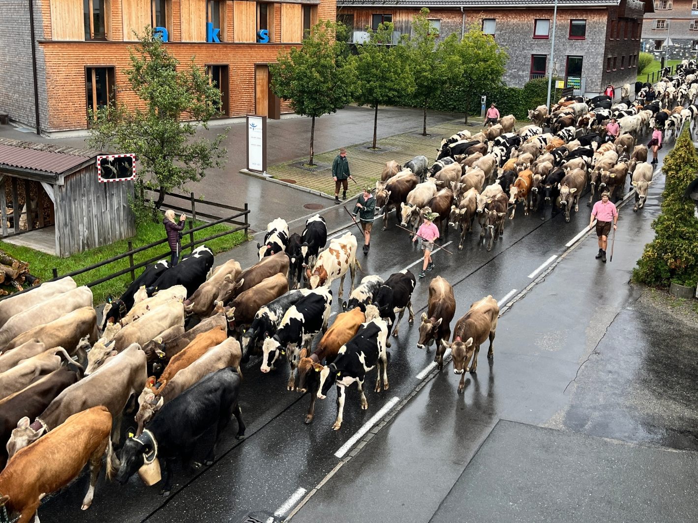 Alpabtrieb in Lingenau.