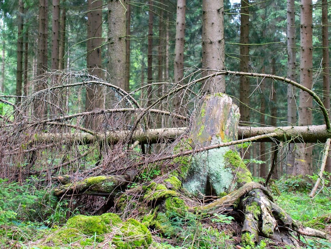 Beliebte Wanderrouten in NÖ sind aus Sicherheitsgründen gesperrt.