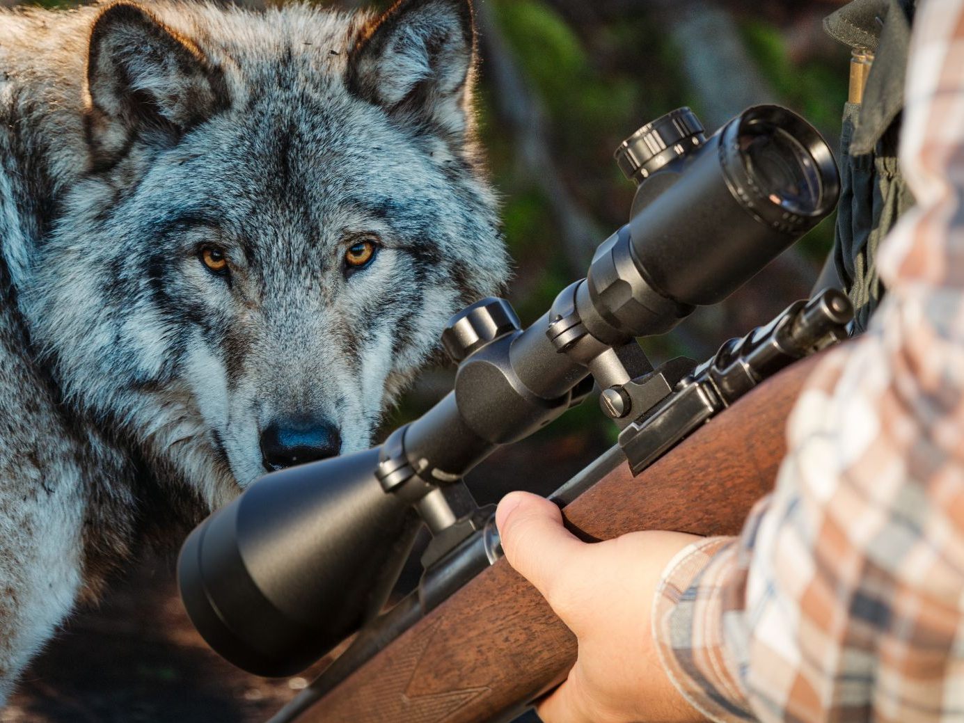 Wahlhilfe-Tool iVote: 47 Prozent für leichtere Freigabe von Abschüssen, 37 Prozent dagegen