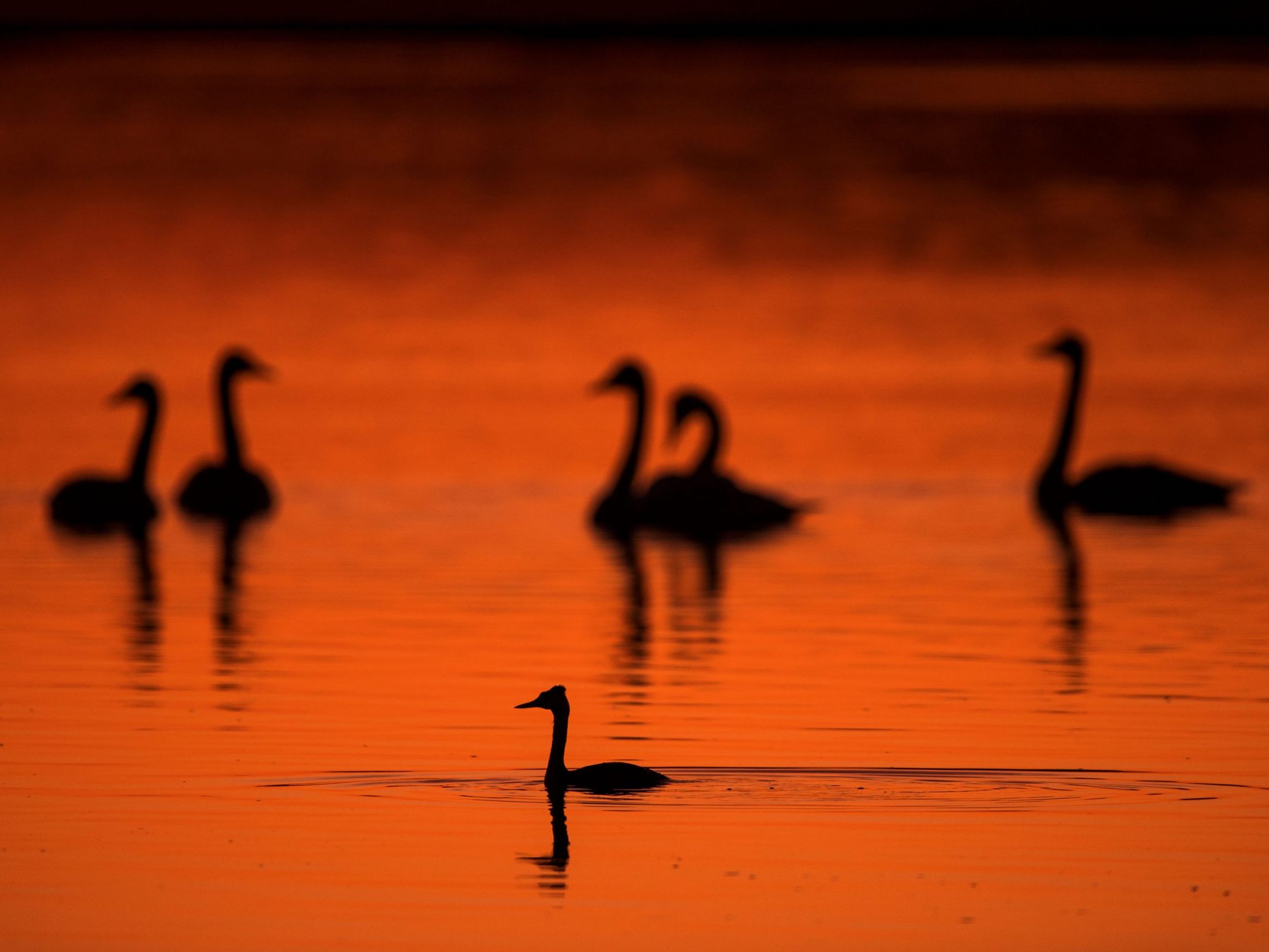 Mehrere Vogelgrippe-Nachweise gab es bereits bei Wildvögeln. Mehrere Vogelgrippe-Nachweise gab es bereits bei Wildvögeln.