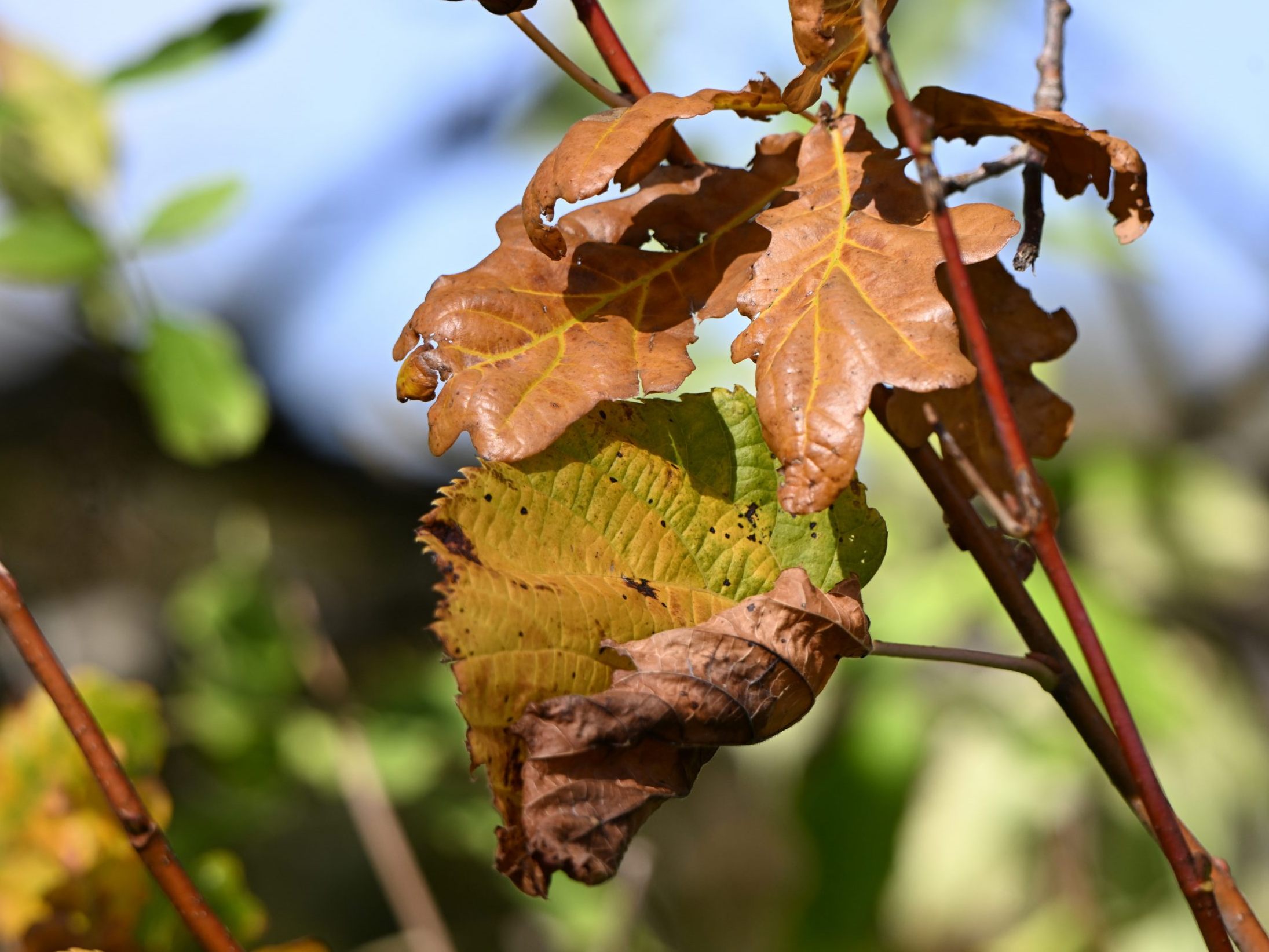Das ruhige Herbstwetter setzt sich fort. Das ruhige Herbstwetter setzt sich fort.