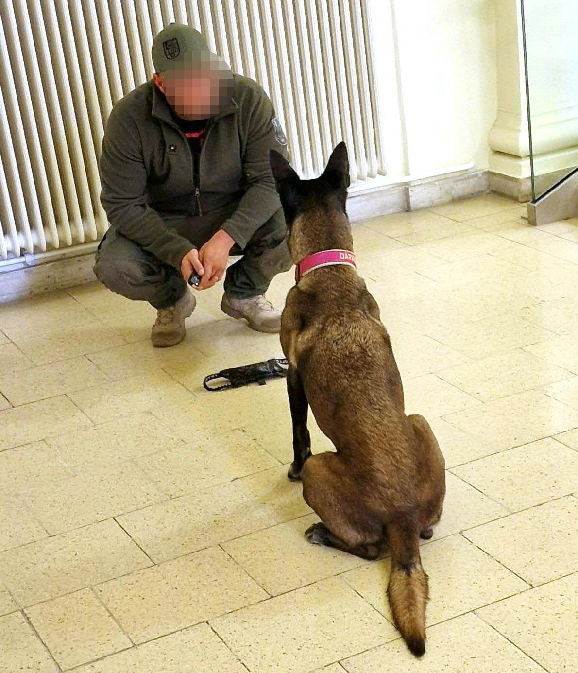 ABD0129_20241009 – WIEN – STERREICH: ZU APA0142 VOM 9.10.2024 – Eine Mail mit einer Bombendrohung ging gegen das Wiener Landesgericht fr Strafsachen ein. Das Gerichtsgebude wurde nach einer “polizeilichen Evaluierung” vorerst nicht gerumt. Gefunden wurde nichts Verdchtiges. Im Bild: Ein Bombensprhund am Mittwoch, 9. Oktober 2024, im Landesgericht in Wien. – FOTO: APA/STEFAN SOMWEBER