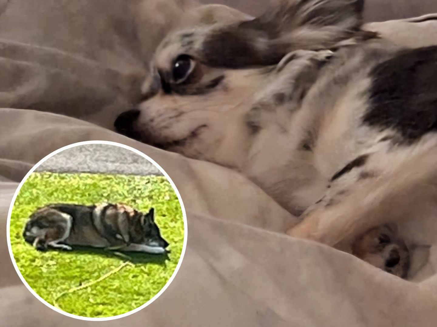 Die kleine Hündin "Tiffany" wurde vom Nachbarshund attackiert und konnte nicht mehr gerettet werden.