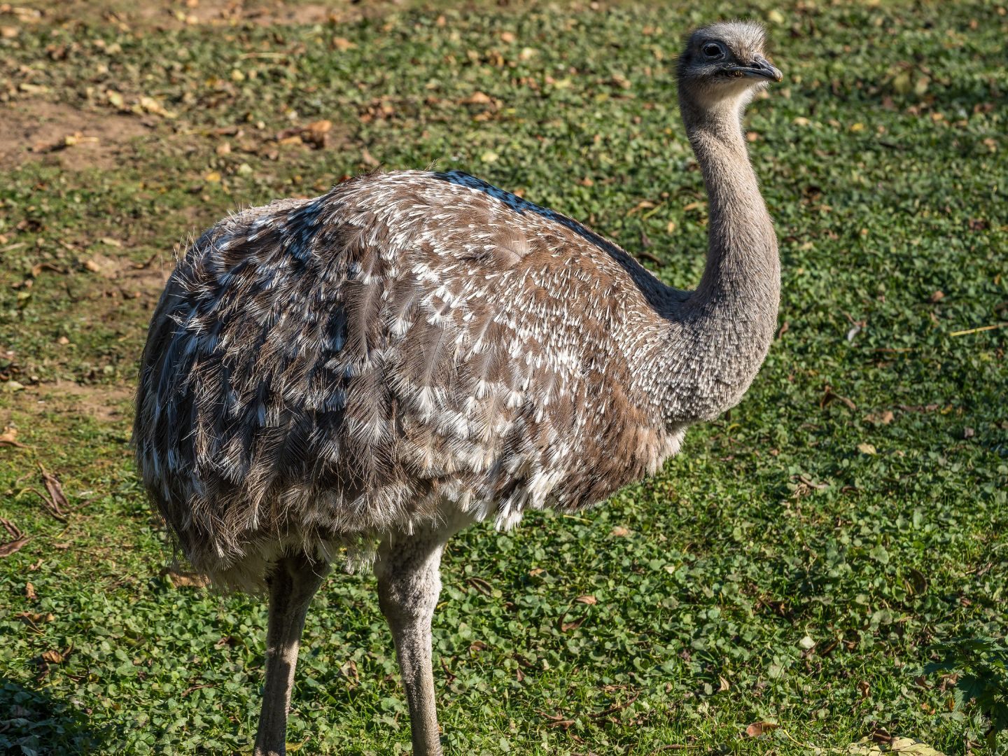 Nandu "Franzi" schlüpfte durch eine Lücke im Zaun und erkundete die Umgebung.