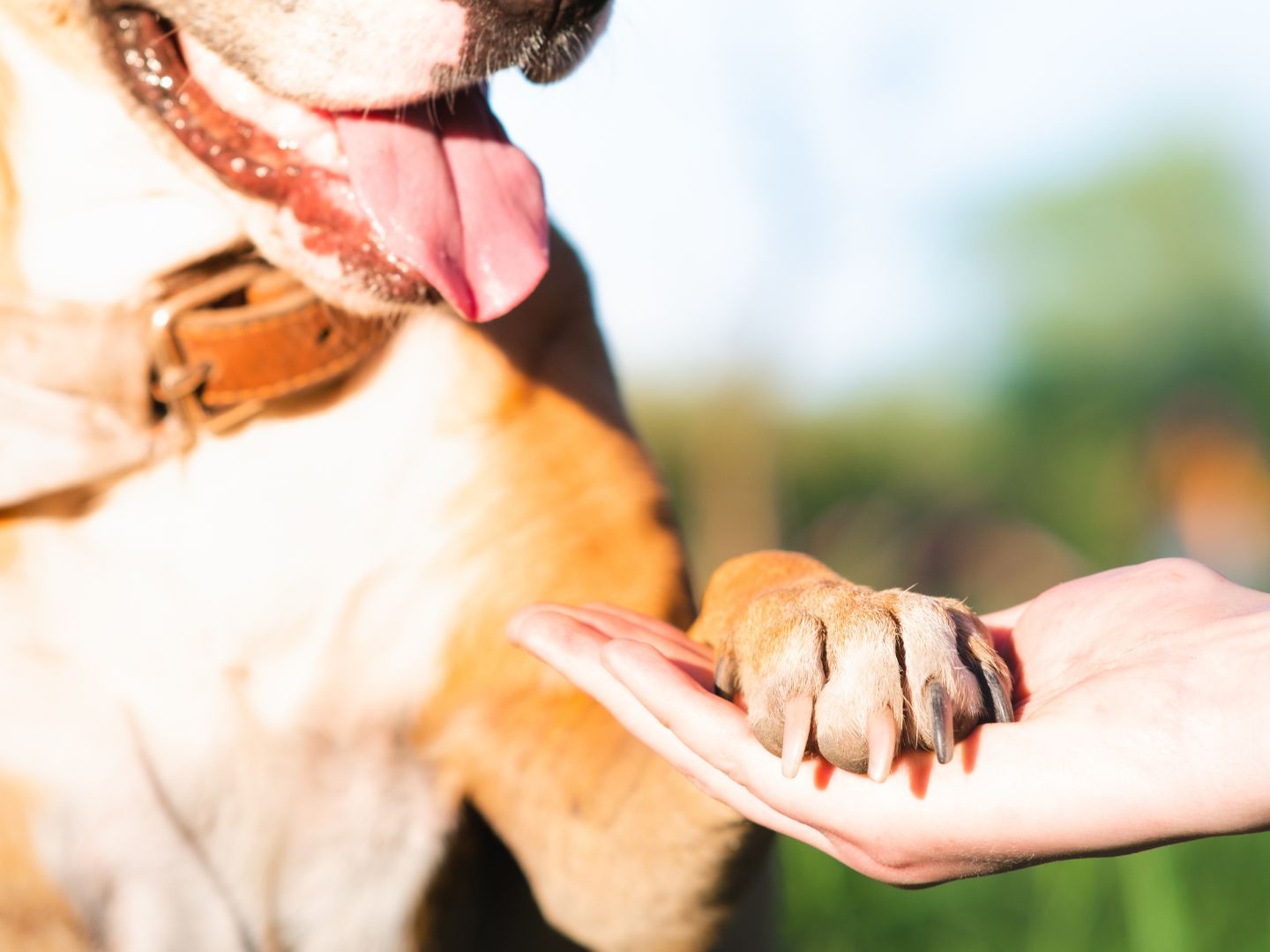 Die Patzo App ist die innovative Plattform für lokale Hundepatenschaften.