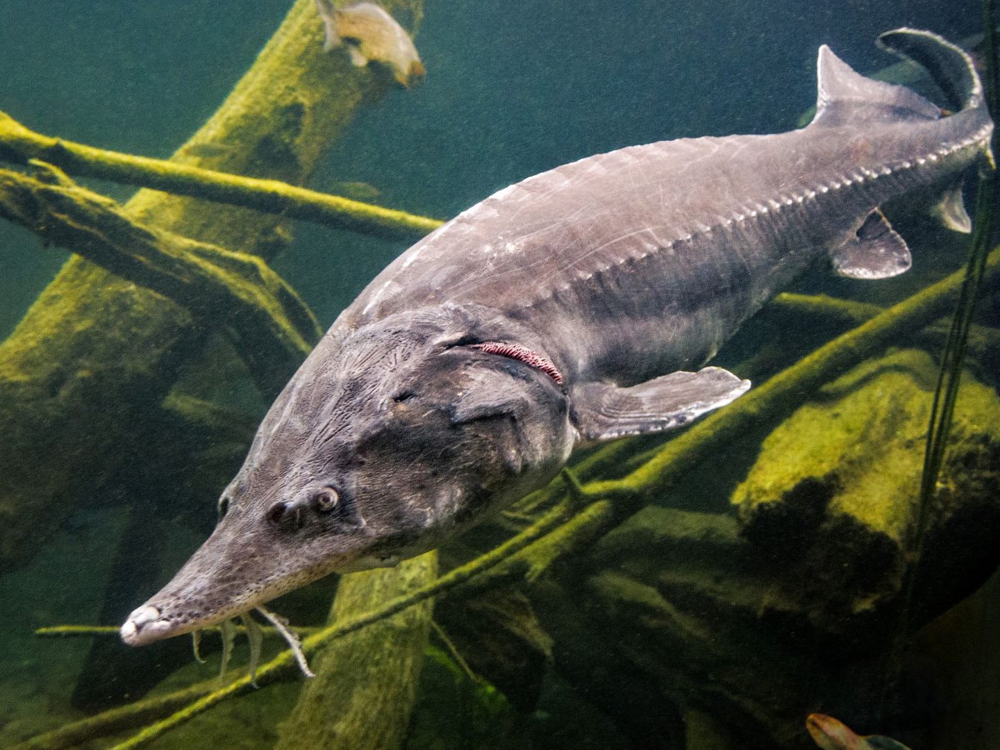 Der Hausen kann ein Gewicht von bis zu einer Tonne erreichen.