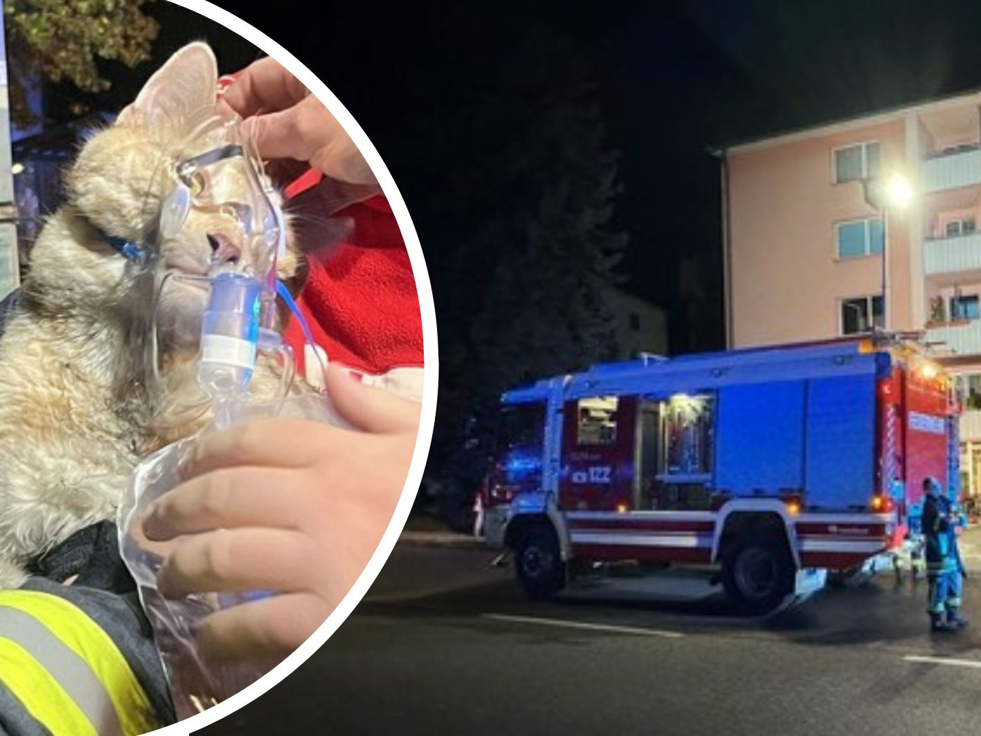 Zwei Katzen wurden aus einer brennenden Wohnung gerettet. Zwei Katzen wurden aus einer brennenden Wohnung gerettet.