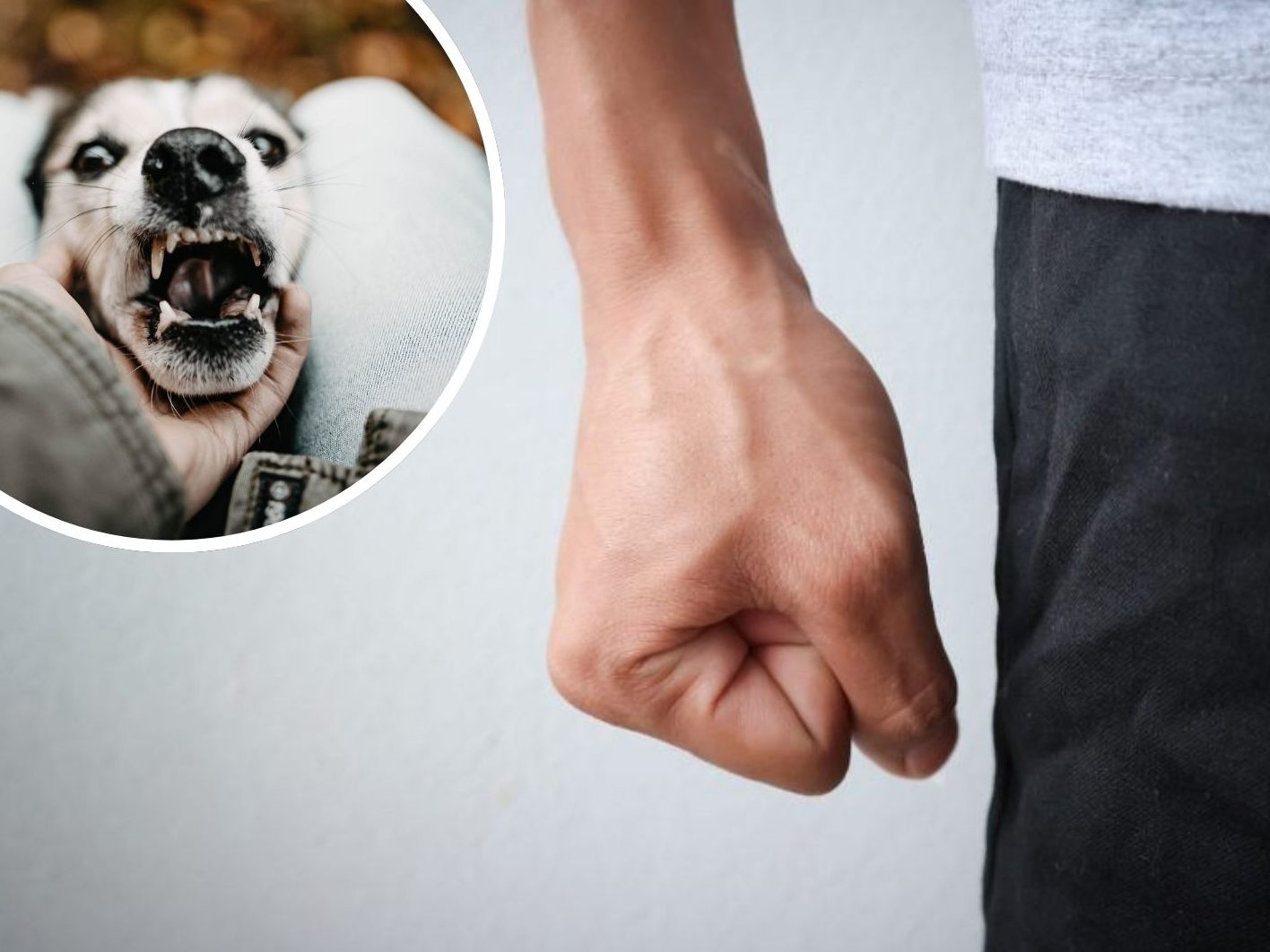 Hund bekam Faustschläge gegen Bauch. (Symbolbild)