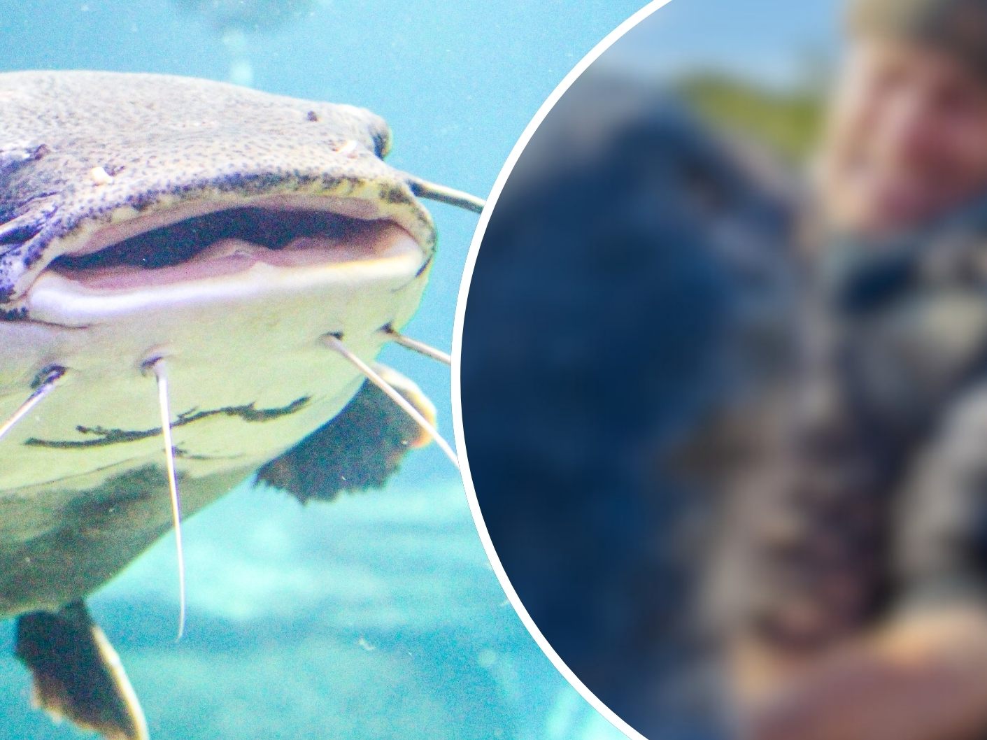 Ganze 2,64 Meter maß der Rekord-Wels den Jakub Vágner nach hartem Kampg aus dem Wasser zog.