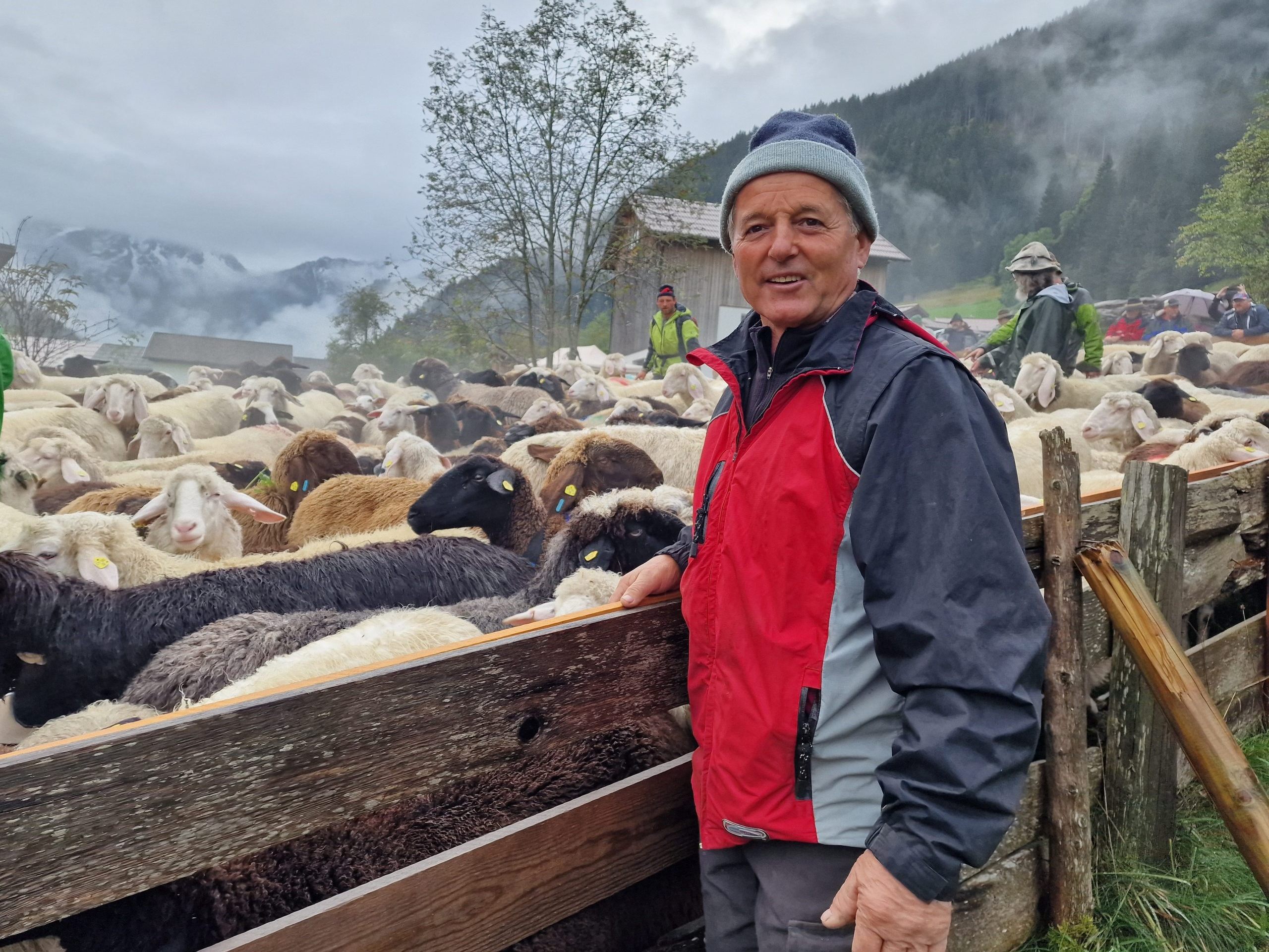 Schafzüchter Otto Rudigier hält nach seinen Schafen Ausschau.