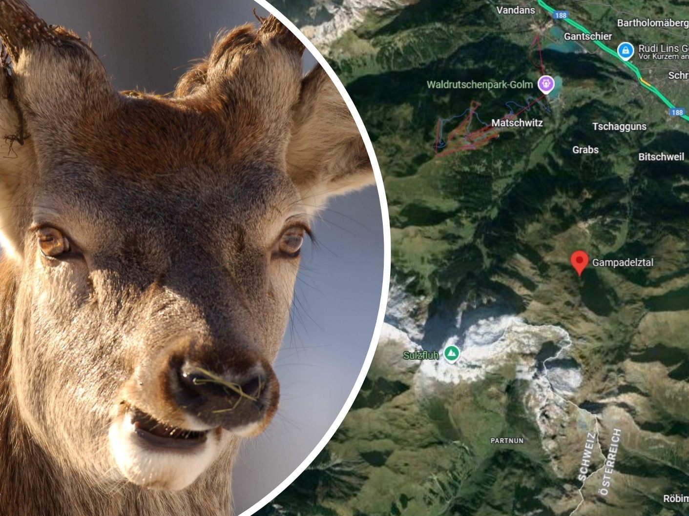 Die Schweizer Behörden haben im Grenzgebiet auf Vorarlberg Seite zwei Fälle von Rotwild-Tuberkulose nachgewiesen.