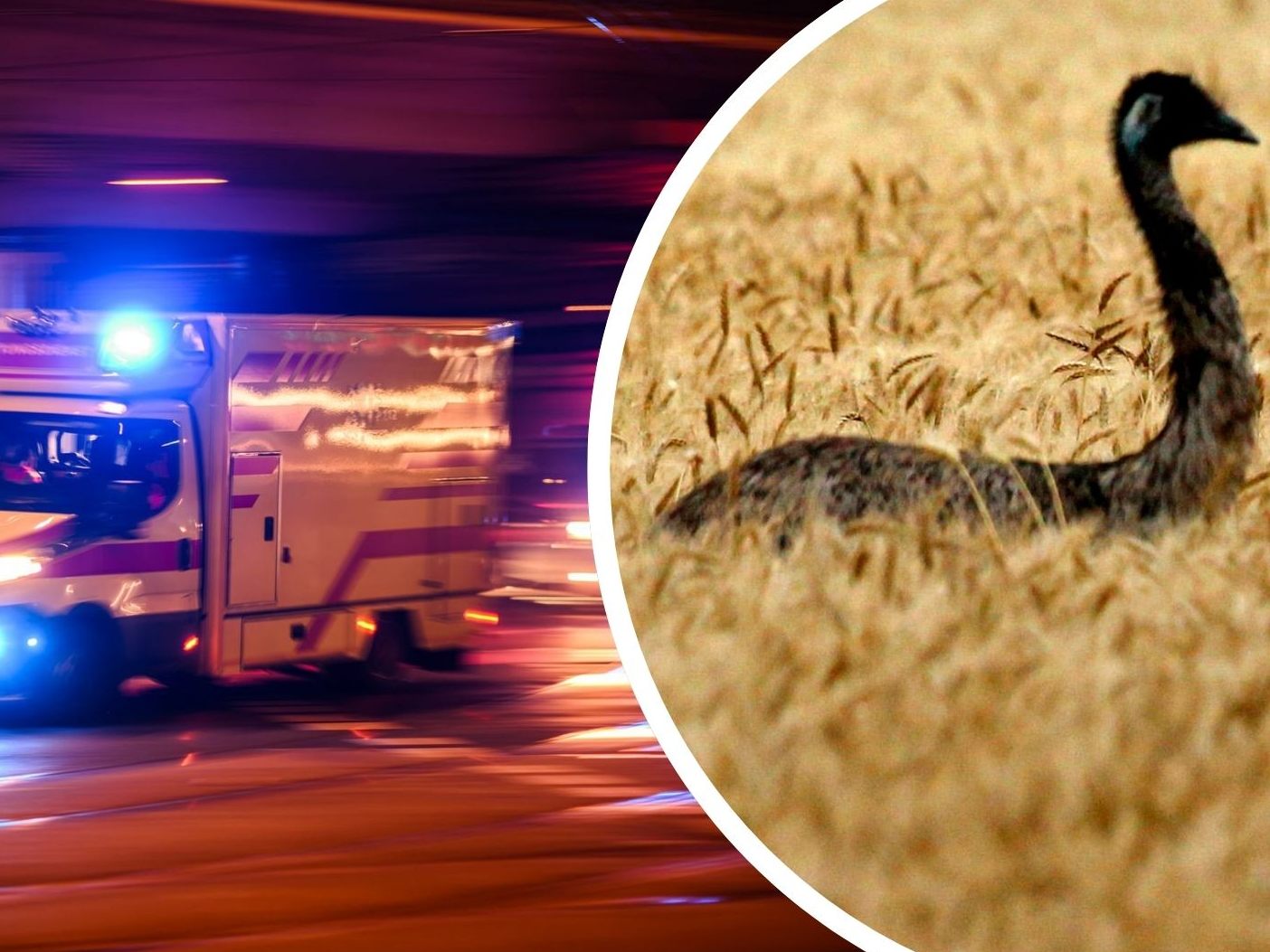 Crash durch Emu